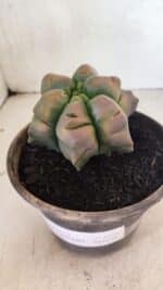 ASTROPHYTUM cv KIKKO Nº 1078  "Variegata - Multicostatum " - vaso 15 - Imagem 6