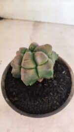 ASTROPHYTUM cv KIKKO Nº 1078  "Variegata - Multicostatum " - vaso 15 - Imagem 9