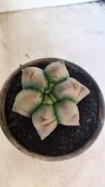 ASTROPHYTUM cv KIKKO Nº 1078  "Variegata - Multicostatum " - vaso 15 - Imagem 10