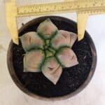 ASTROPHYTUM cv KIKKO Nº 1078  "Variegata - Multicostatum " - vaso 15