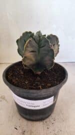 ASTROPHYTUM cv KIKKO Nº 1079 "Variegata" - vaso 15 - Imagem 2