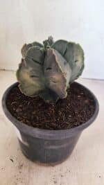 ASTROPHYTUM cv KIKKO Nº 1079 "Variegata" - vaso 15 - Imagem 8