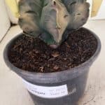 ASTROPHYTUM cv KIKKO Nº 1079 "Variegata" - vaso 15