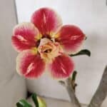 Planta Dobrada 3654 – 40cm – 03 anos