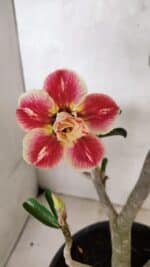 Planta Dobrada 3654 – 40cm – 03 anos