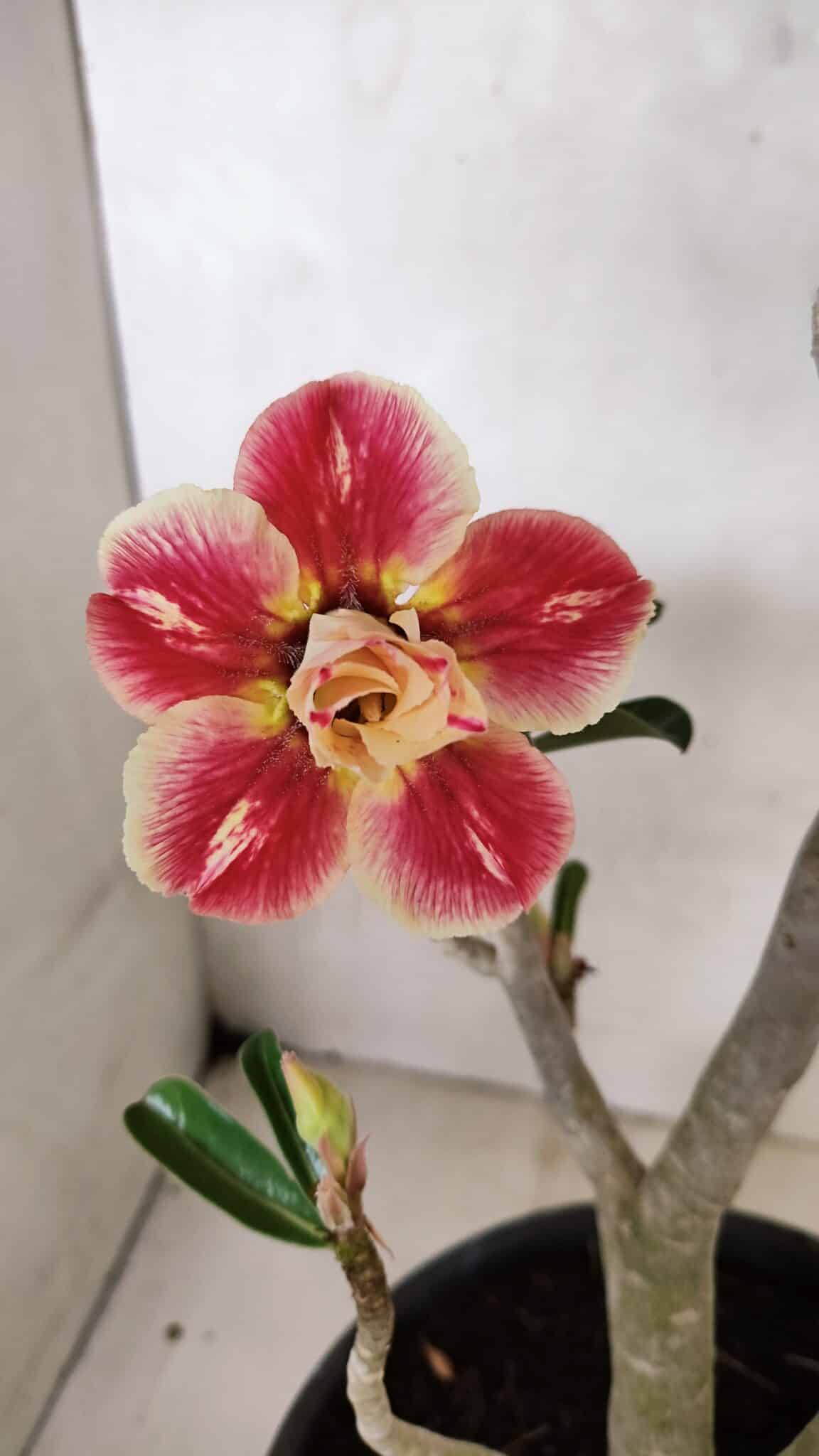 IMG_20251124_104222 Planta Dobrada 3654 – 40cm – 03 anos - Imagem 1