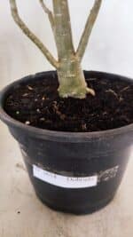 Planta Dobrada 3654 – 40cm – 03 anos - Imagem 4