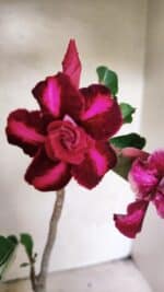 Planta Dobrada 3655 – 35cm – 03 anos - Imagem 4