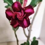 Planta Dobrada 3655 – 35cm – 03 anos