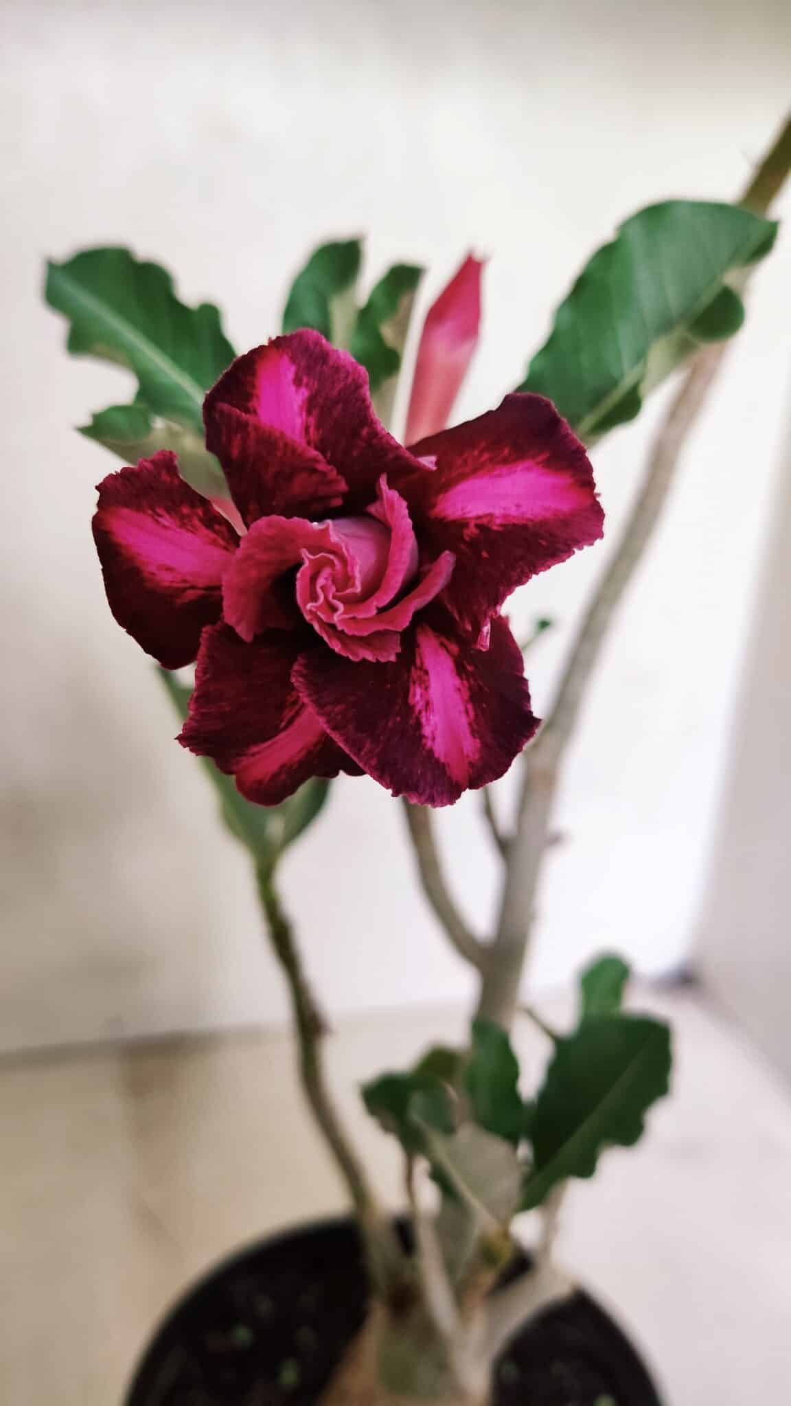 IMG_20251124_104426 Planta Dobrada 3655 – 35cm – 03 anos - Imagem 1