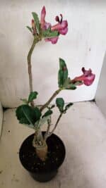 Planta Dobrada 3655 – 35cm – 03 anos - Imagem 7