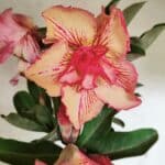 Planta Dobrada 3656 – 35cm – 03 anos