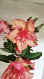 Planta Dobrada 3656 – 35cm – 03 anos