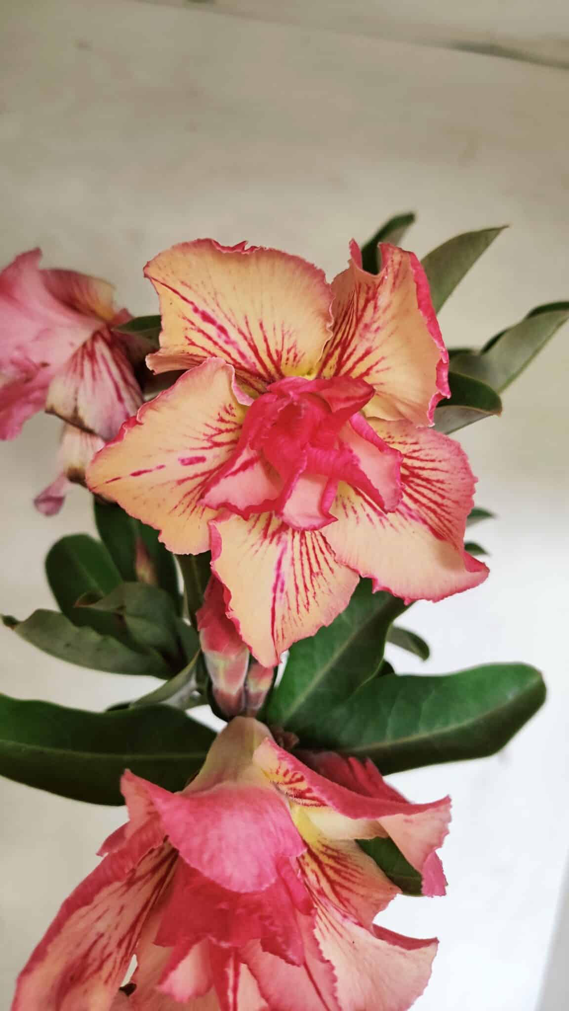 IMG_20251124_104604 Planta Dobrada 3656 – 35cm – 03 anos - Imagem 1