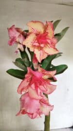 Planta Dobrada 3656 – 35cm – 03 anos - Imagem 4