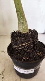 Planta Dobrada 3656 – 35cm – 03 anos - Imagem 7