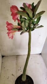 Planta Dobrada 3656 – 35cm – 03 anos - Imagem 5