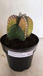 ASTROPHYTUM MYRIOSTIGMA "Variegata" Nº 1104 – vaso 17 - Imagem 2