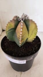 ASTROPHYTUM MYRIOSTIGMA "Variegata" Nº 1104 – vaso 17 - Imagem 7