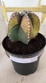 ASTROPHYTUM MYRIOSTIGMA "Variegata" Nº 1104 – vaso 17