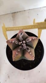 ASTROPHYTUM MYRIOSTIGMA "Variegata" Nº 1104 – vaso 17 - Imagem 5