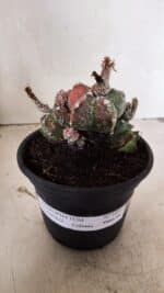 ASTROPHYTUM cv KIKKO "COLÔNIA"  Nº 1096 – vaso 15 - Imagem 2