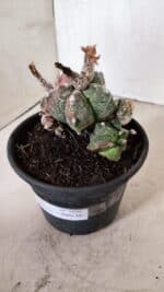 ASTROPHYTUM cv KIKKO "COLÔNIA"  Nº 1096 – vaso 15 - Imagem 7