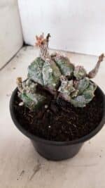 ASTROPHYTUM cv KIKKO "COLÔNIA"  Nº 1096 – vaso 15 - Imagem 6