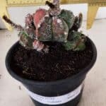 ASTROPHYTUM cv KIKKO "COLÔNIA"  Nº 1096 – vaso 15