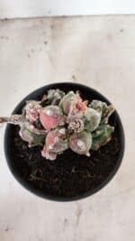 ASTROPHYTUM cv KIKKO "COLÔNIA"  Nº 1096 – vaso 15 - Imagem 3