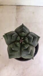 MATRIZ ASTROPHYTUM cv KIKKO  Nº 1007 – vaso 15 - Imagem 3