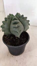 MATRIZ ASTROPHYTUM cv KIKKO  Nº 1007 – vaso 15 - Imagem 8