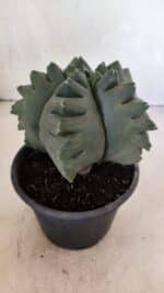 MATRIZ ASTROPHYTUM cv KIKKO  Nº 1007 – vaso 15 - Imagem 7