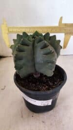 MATRIZ ASTROPHYTUM cv KIKKO  Nº 1007 – vaso 15 - Imagem 4