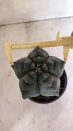 MATRIZ ASTROPHYTUM cv KIKKO  Nº 1007 – vaso 15