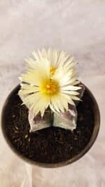 ASTROPHYTUM cv KIKKO Nº 1030 – vaso 15 - Imagem 3