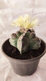 ASTROPHYTUM cv KIKKO Nº 1030 – vaso 15 - Imagem 7