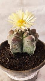 ASTROPHYTUM cv KIKKO Nº 1030 – vaso 15
