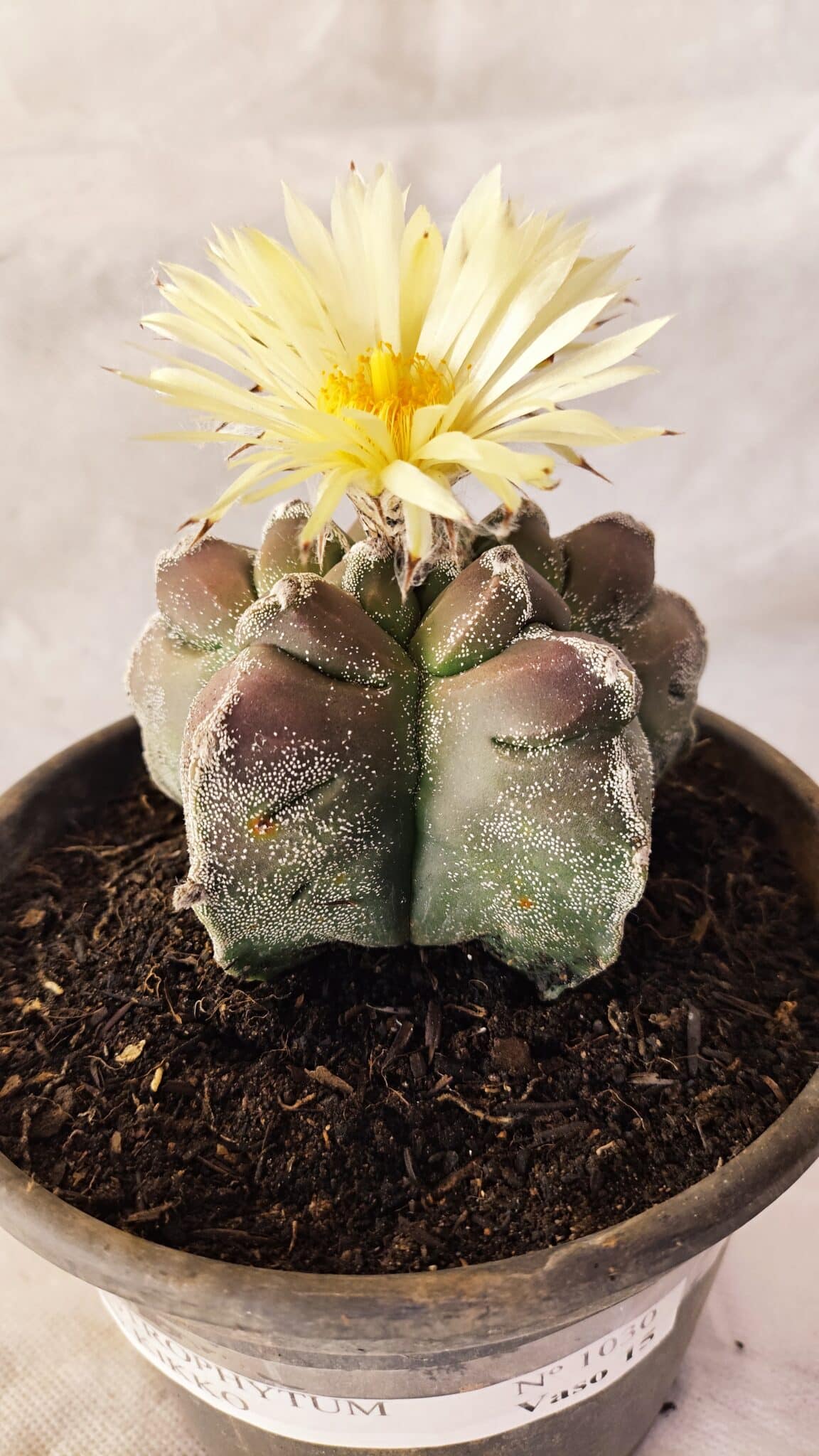 KIKKO 1030 (6) ASTROPHYTUM cv KIKKO Nº 1030 – vaso 15 - Imagem 1