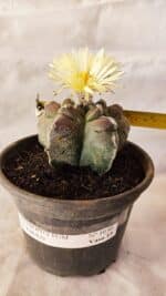 ASTROPHYTUM cv KIKKO Nº 1030 – vaso 15 - Imagem 4