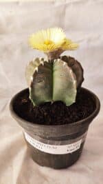ASTROPHYTUM cv KIKKO Nº 1032 – vaso 15 - Imagem 2