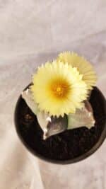 ASTROPHYTUM cv KIKKO Nº 1032 – vaso 15 - Imagem 3