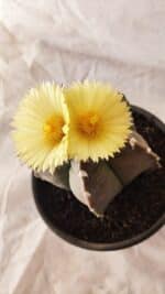 ASTROPHYTUM cv KIKKO Nº 1032 – vaso 15 - Imagem 5