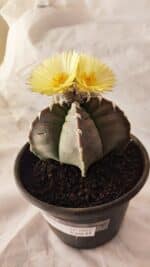 ASTROPHYTUM cv KIKKO Nº 1032 – vaso 15