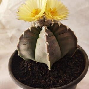 ASTROPHYTUM cv KIKKO Nº 1032 – vaso 15