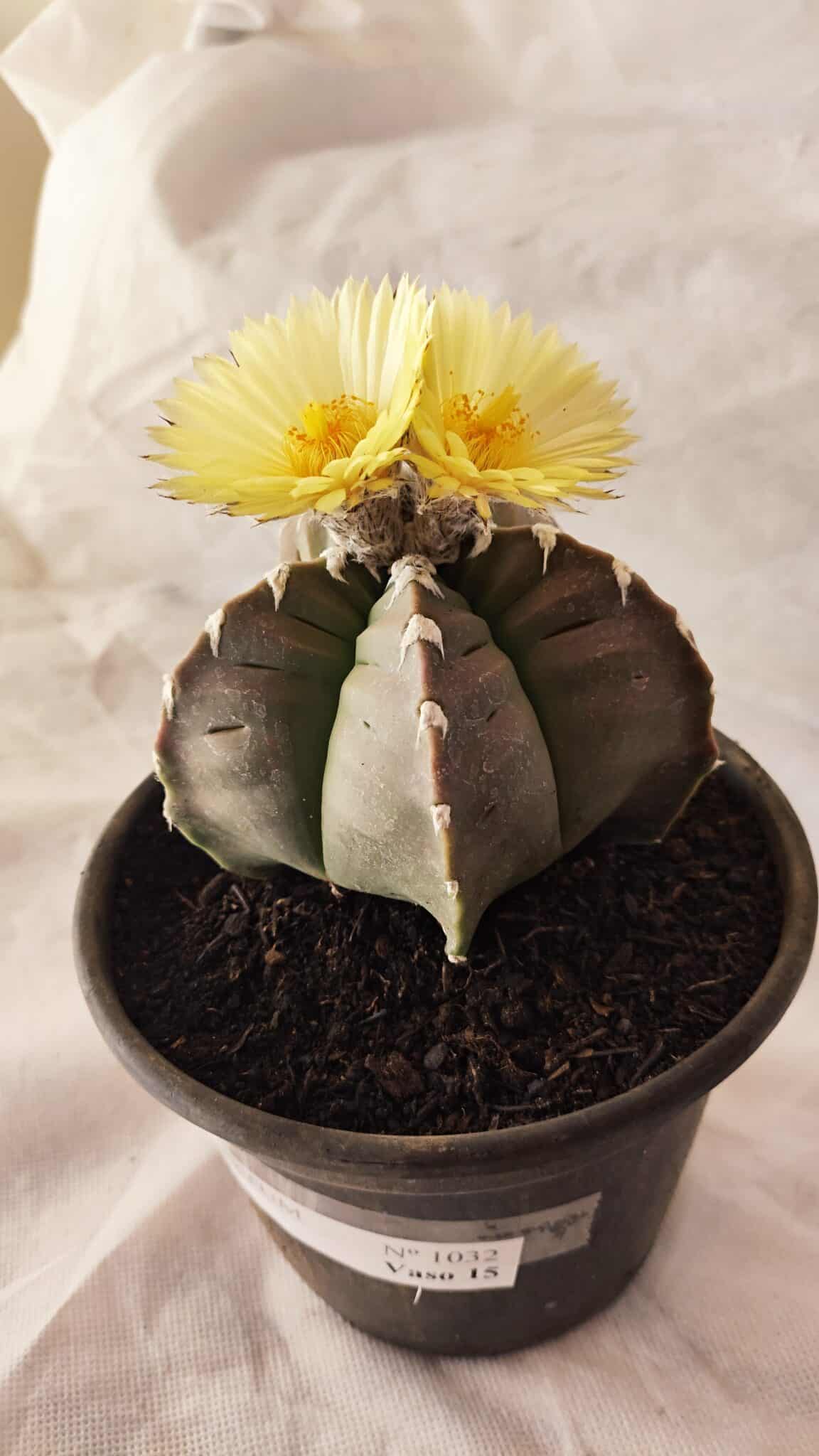 KIKKO 1032 (4) ASTROPHYTUM cv KIKKO Nº 1032 – vaso 15 - Imagem 1