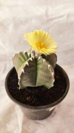 ASTROPHYTUM cv KIKKO Nº 1032 – vaso 15 - Imagem 8