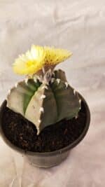 ASTROPHYTUM cv KIKKO Nº 1032 – vaso 15 - Imagem 7