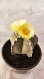 ASTROPHYTUM cv KIKKO Nº 1032 – vaso 15 - Imagem 6