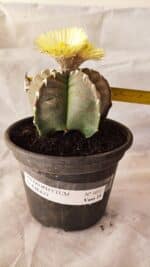 ASTROPHYTUM cv KIKKO Nº 1032 – vaso 15 - Imagem 4
